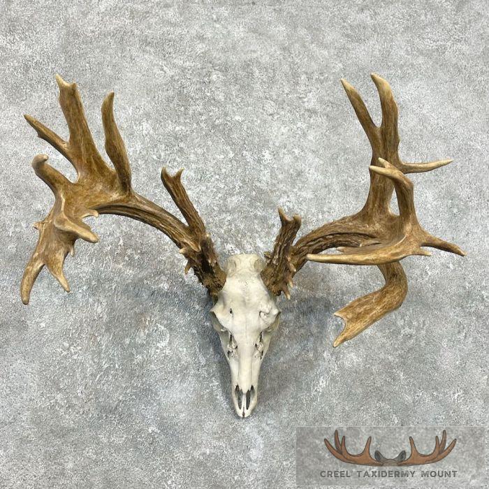 Whitetail Deer Skull European Taxidermy Mount For Sale