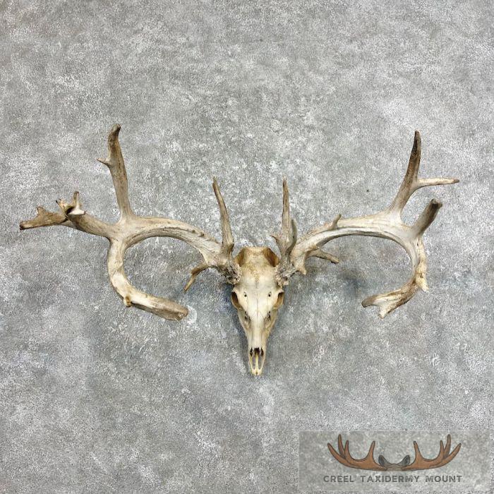 Whitetail Deer Skull European Taxidermy Mount For Sale