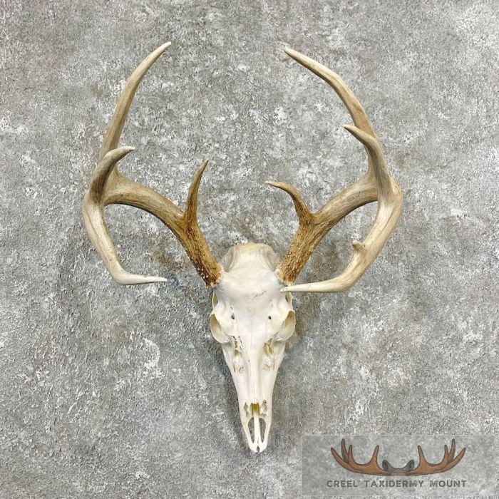 Whitetail Deer Skull European Taxidermy Mount For Sale