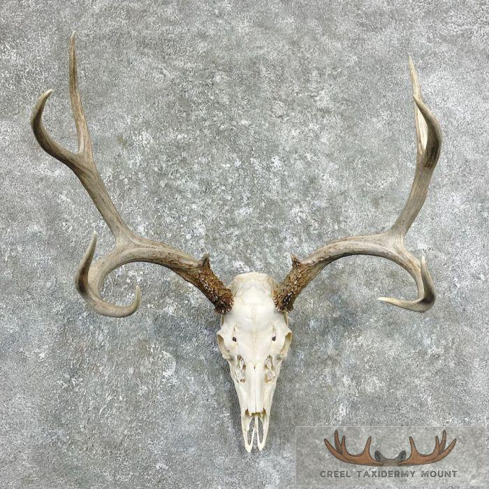 Whitetail Deer Skull European Taxidermy Mount For Sale