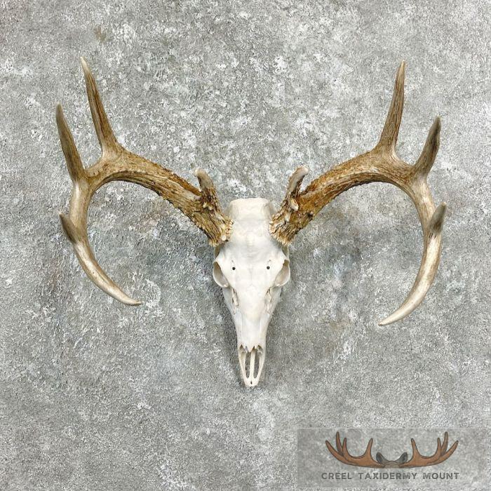 Whitetail Deer Skull European Taxidermy Mount For Sale