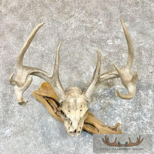 Whitetail Deer Skull European Taxidermy Mount For Sale