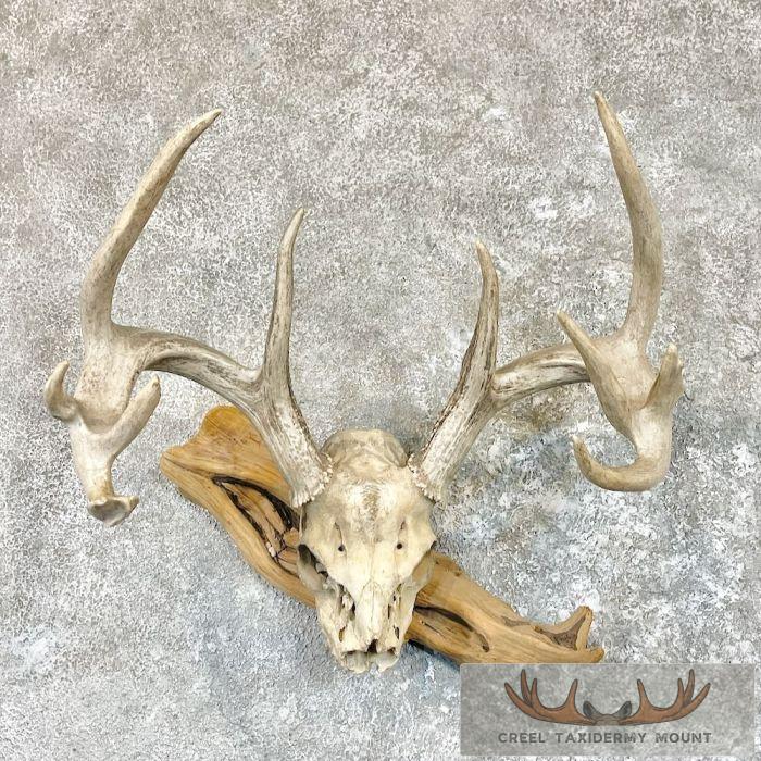 Whitetail Deer Skull European Taxidermy Mount For Sale