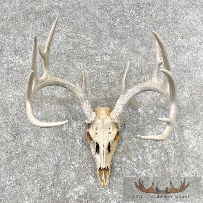Whitetail Deer Skull European Taxidermy Mount For Sale
