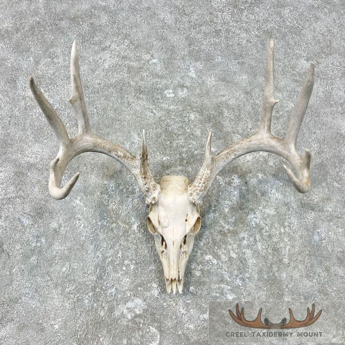 Whitetail Deer Skull European Taxidermy Mount For Sale