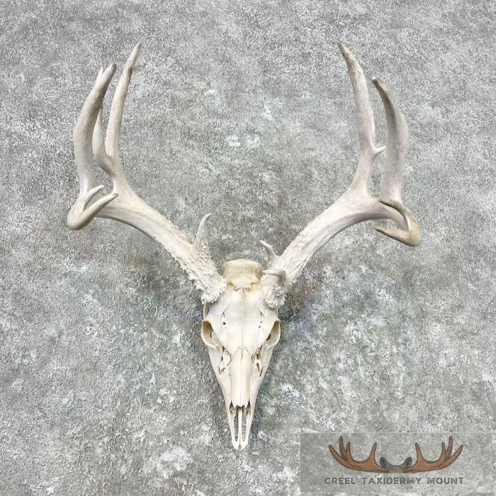 Whitetail Deer Skull European Taxidermy Mount For Sale