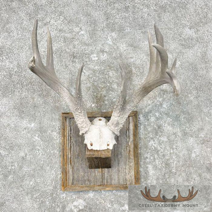 Whitetail Deer Skull European Taxidermy Mount For Sale