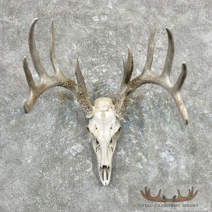 Whitetail Deer Skull European Taxidermy Mount For Sale