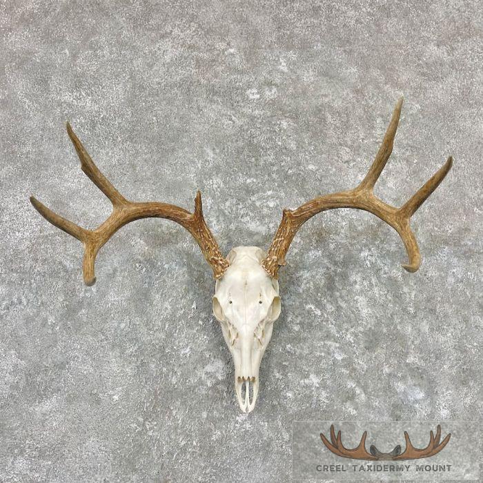 Whitetail Deer Skull European Taxidermy Mount For Sale