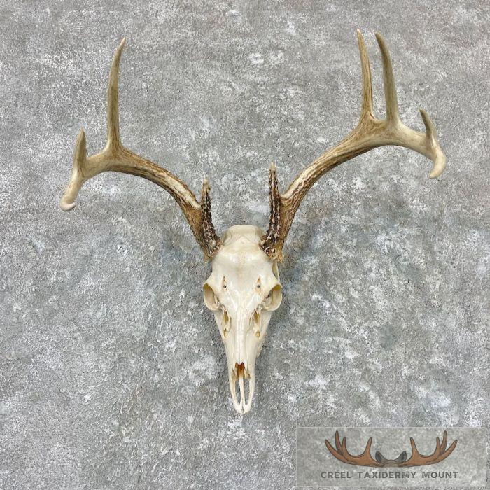 Whitetail Deer Skull European Taxidermy Mount For Sale
