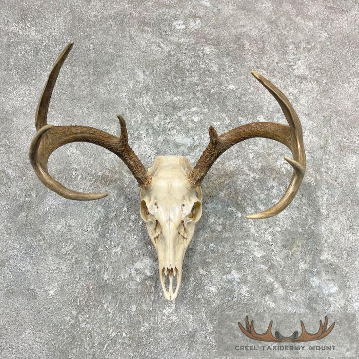 Whitetail Deer Skull European Taxidermy Mount For Sale