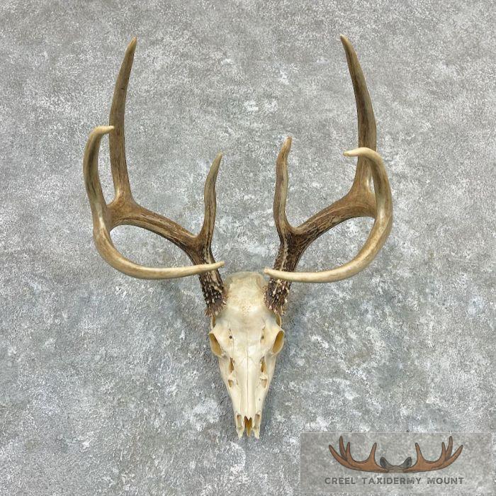 Whitetail Deer Skull European Taxidermy Mount For Sale