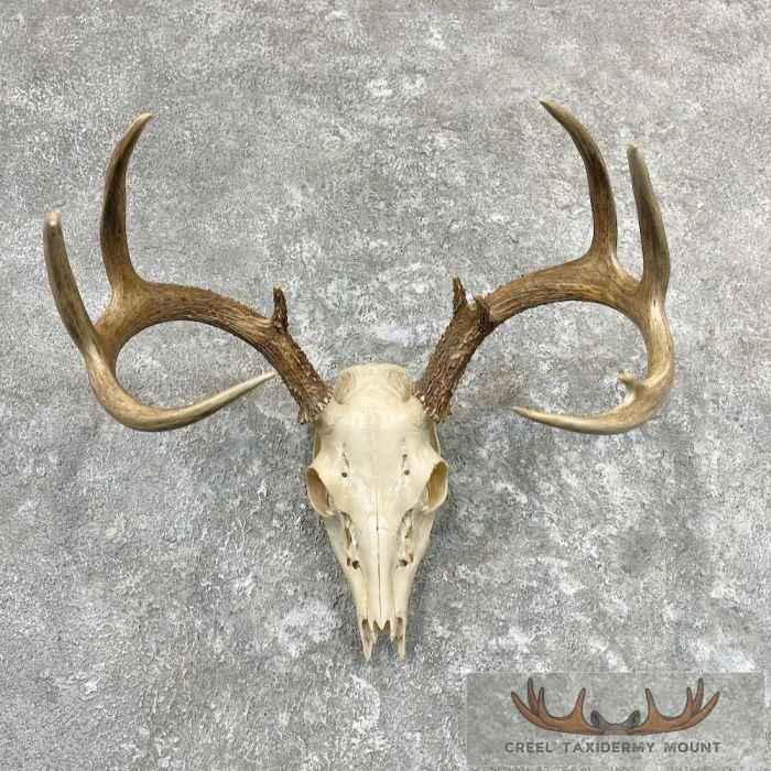 Whitetail Deer Skull European Taxidermy Mount For Sale