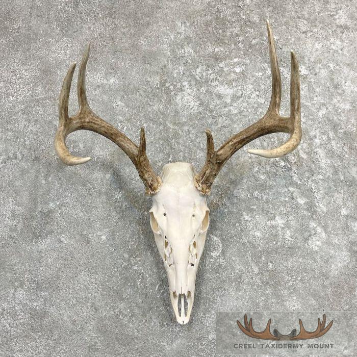 Whitetail Deer Skull European Taxidermy Mount For Sale