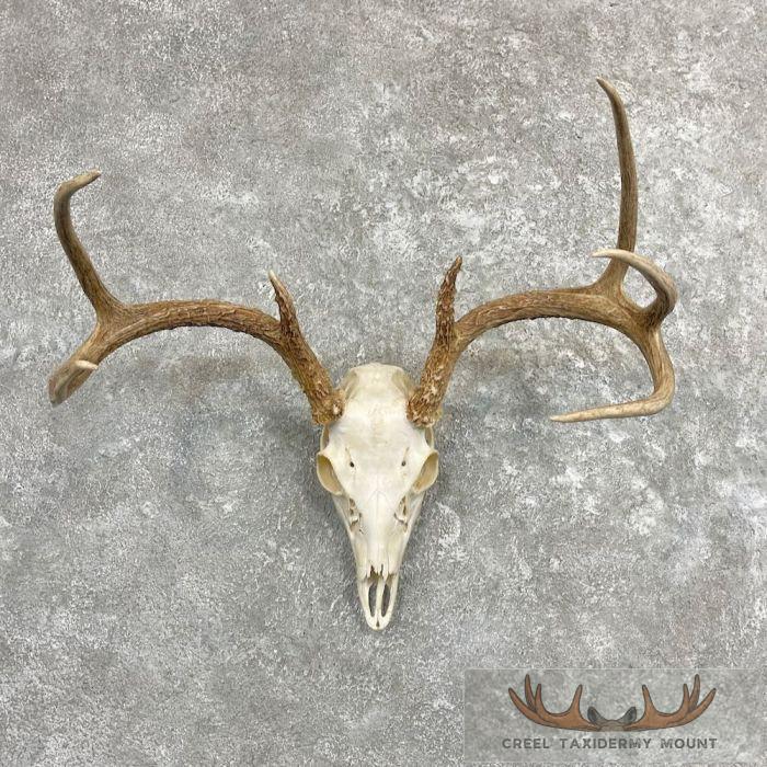 Whitetail Deer Skull European Taxidermy Mount For Sale