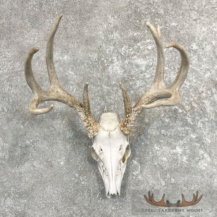 Whitetail Deer Skull European Taxidermy Mount For Sale