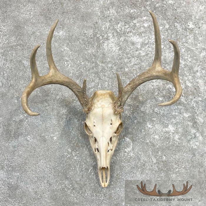 Whitetail Deer Skull European Taxidermy Mount For Sale