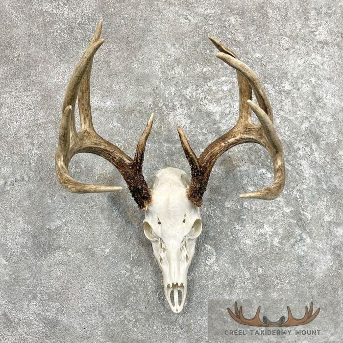 Whitetail Deer Skull European Taxidermy Mount For Sale