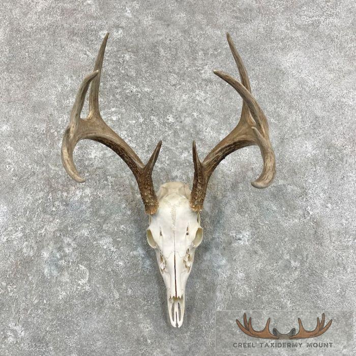 Whitetail Deer Skull European Taxidermy Mount For Sale