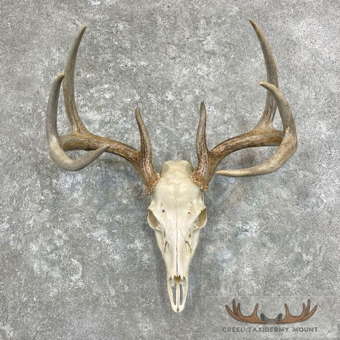 Whitetail Deer Skull European Taxidermy Mount For Sale