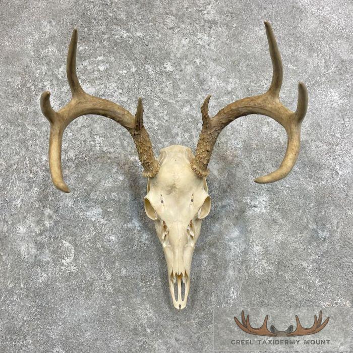 Whitetail Deer Skull European Taxidermy Mount For Sale
