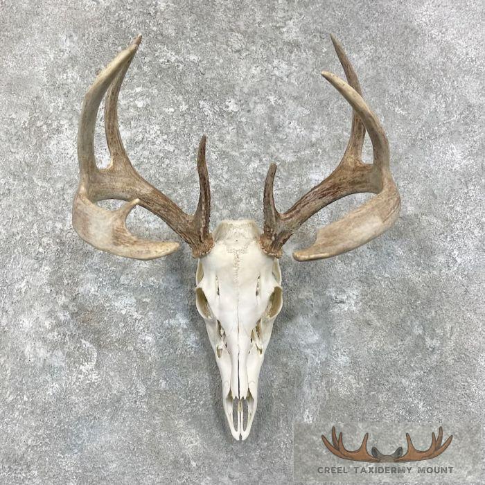 Whitetail Deer Skull European Taxidermy Mount For Sale