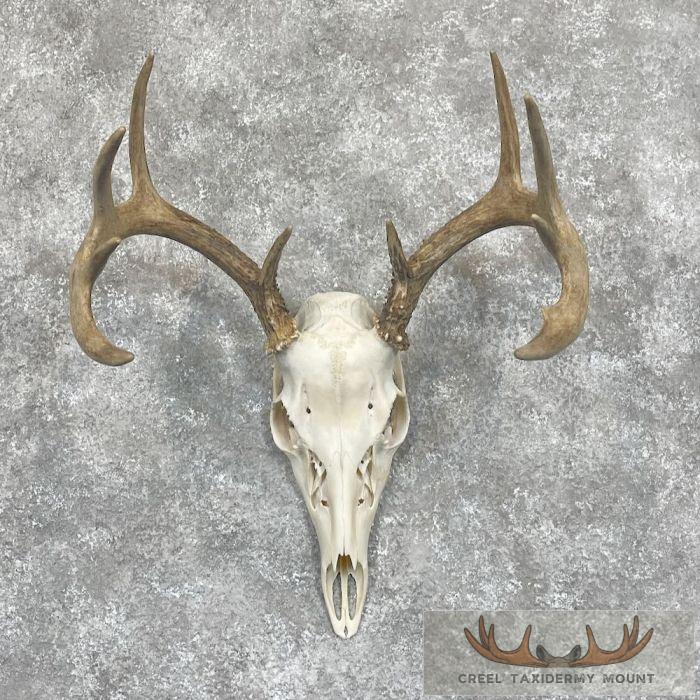 Whitetail Deer Skull European Taxidermy Mount For Sale