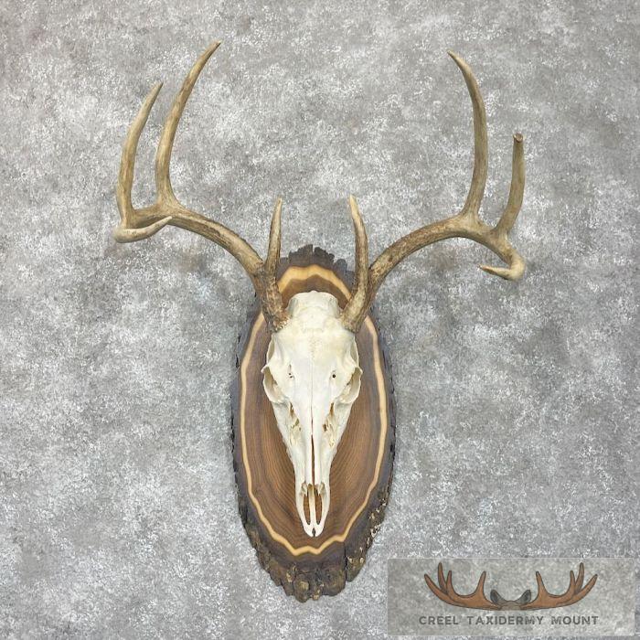 Whitetail Deer Skull European Taxidermy Mount For Sale