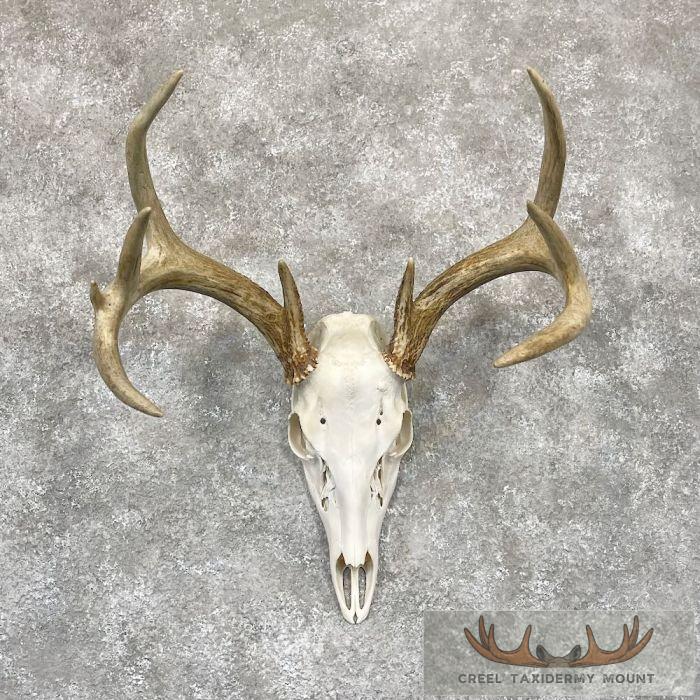 Whitetail Deer Skull European Taxidermy Mount For Sale