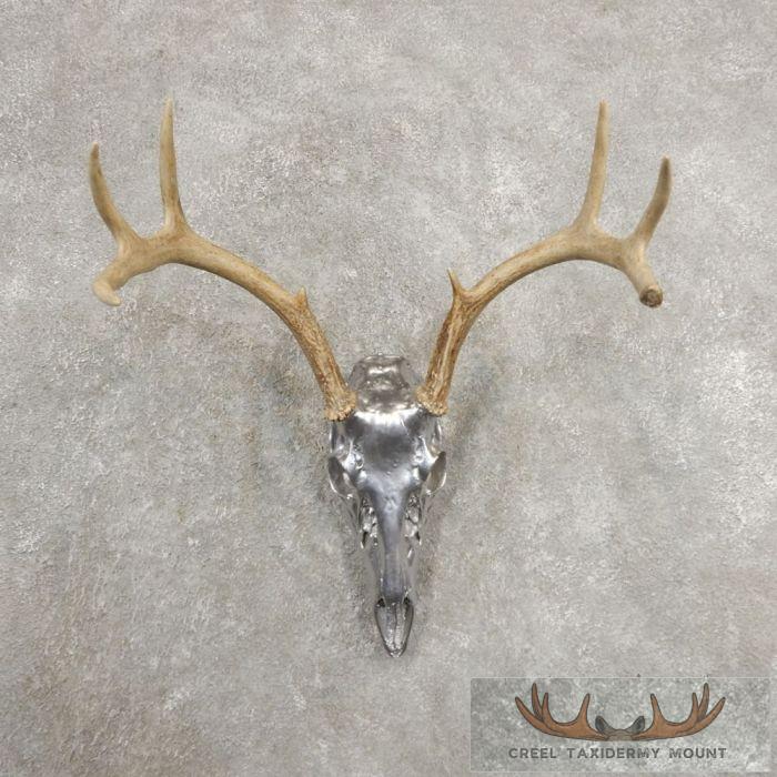 Whitetail Deer Skull & Antler European Taxidermy Mount For Sale