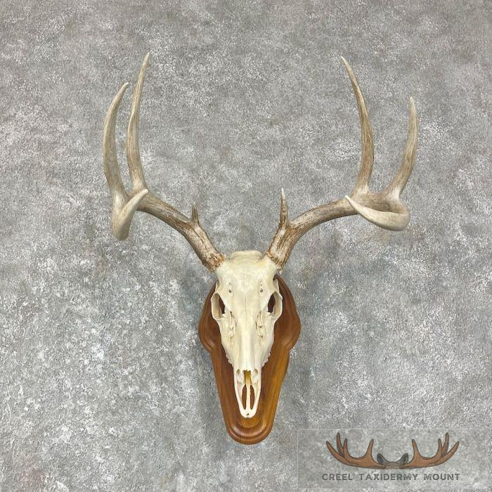 Whitetail Deer Skull European Taxidermy Mount For Sale