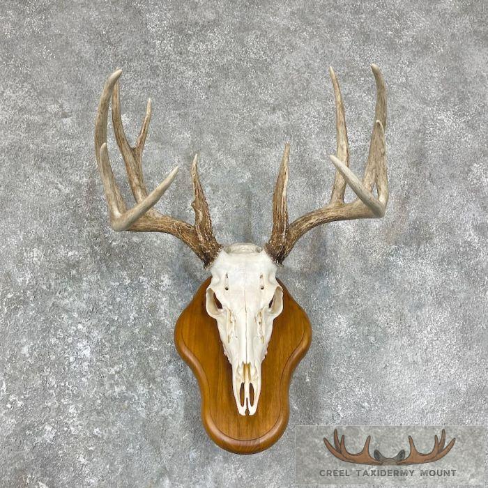 Whitetail Deer Skull European Taxidermy Mount For Sale