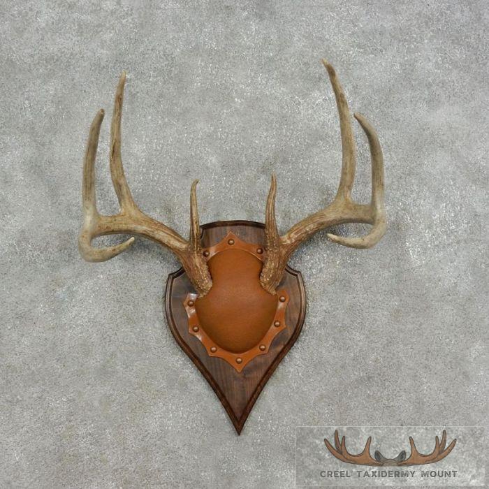 Whitetail Deer Antler Plaque Taxidermy Mount For Sale