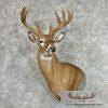 Whitetail Deer Wall Pedestal Mount For Sale
