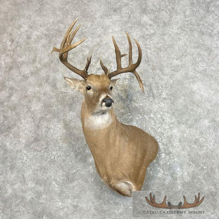 Whitetail Deer Wall Pedestal Taxidermy Mount For Sale