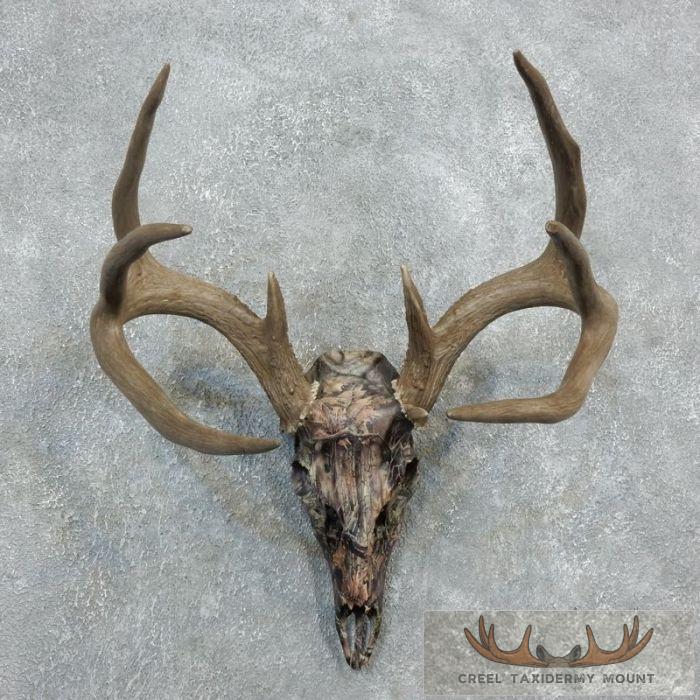 Whitetail Deer Skull Dipped Taxidermy Mount For Sale
