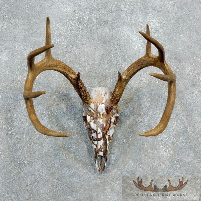 Whitetail Deer Skull Dipped Taxidermy Mount For Sale