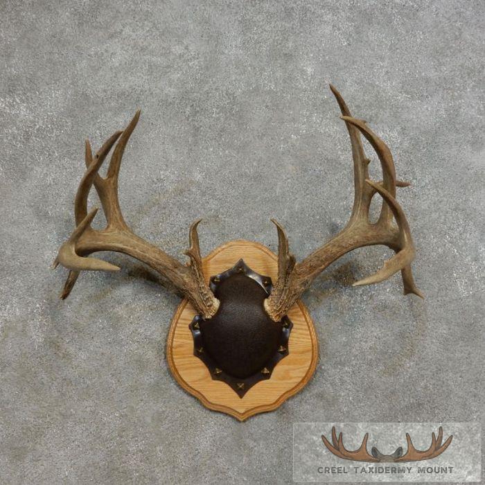 Whitetail Deer Antler Plaque Taxidermy Mount For Sale
