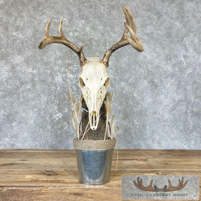 Whitetail Skull Scene Taxidermy Mount For Sale