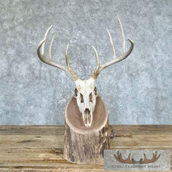 Whitetail Skull Scene Taxidermy Mount For Sale