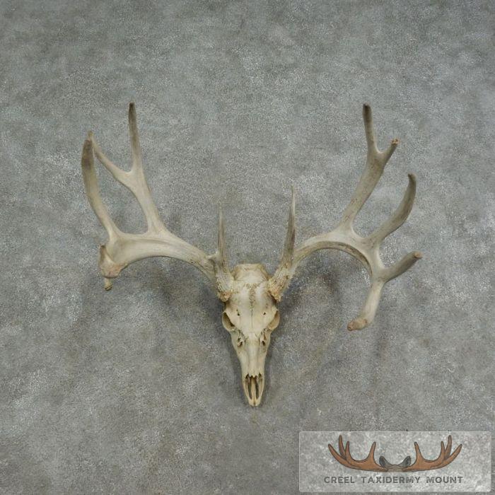 Whitetail Deer Skull European Taxidermy Mount For Sale