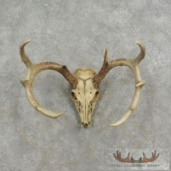 Whitetail Deer Skull European Taxidermy Mount For Sale
