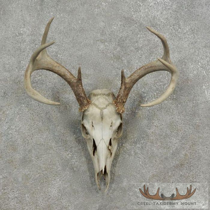 Whitetail Deer Skull European Taxidermy Mount For Sale