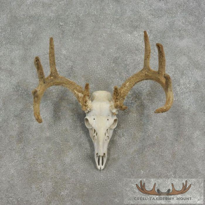 Whitetail Deer Skull European In Velvet Taxidermy Mount For Sale