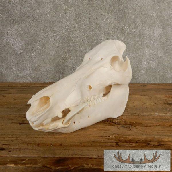 Wild Boar Skull Taxidermy Mount For Sale