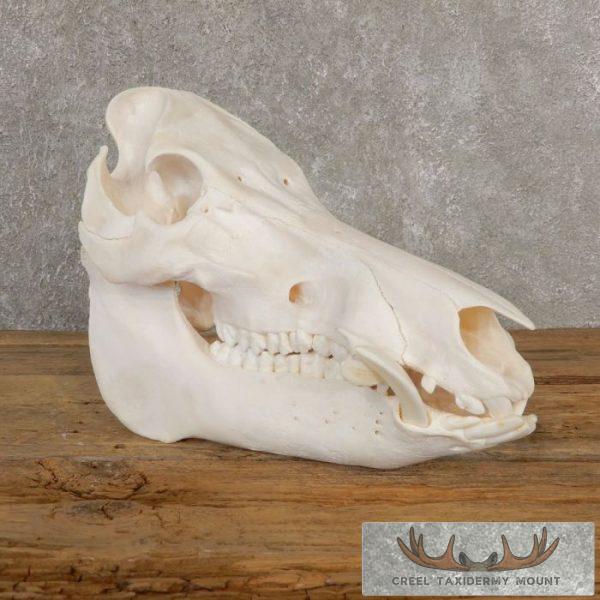 Wild Boar Skull Taxidermy Mount For Sale