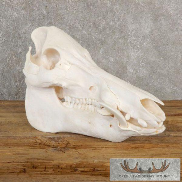 Wild Boar Skull Taxidermy Mount For Sale