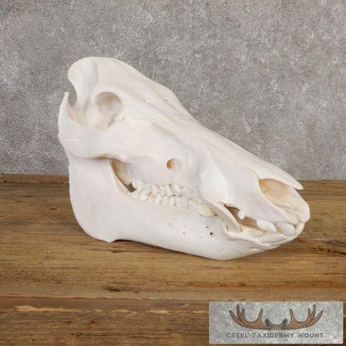 Wild Boar Skull Taxidermy Mount For Sale