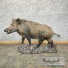 Wild Boar Taxidermy Life-Size Mount For Sale