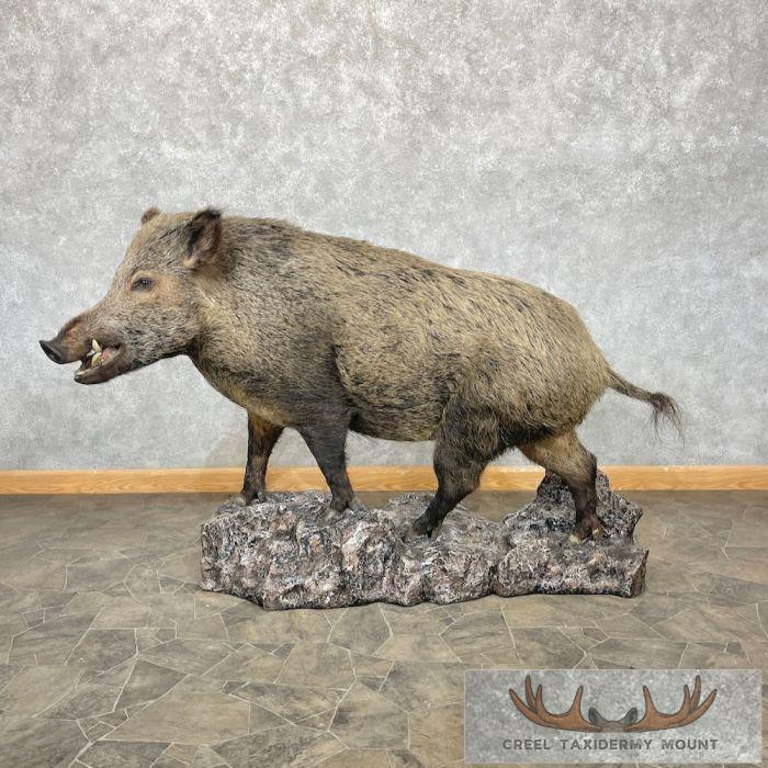 Wild Boar Taxidermy Life-Size Mount For Sale - Creel Taxidermy